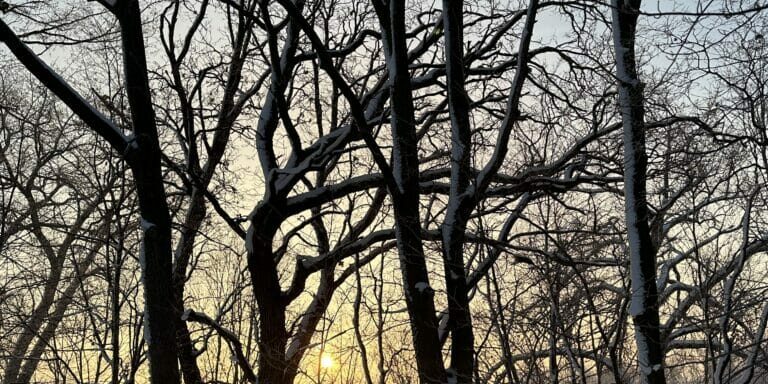 sunrise through trees
